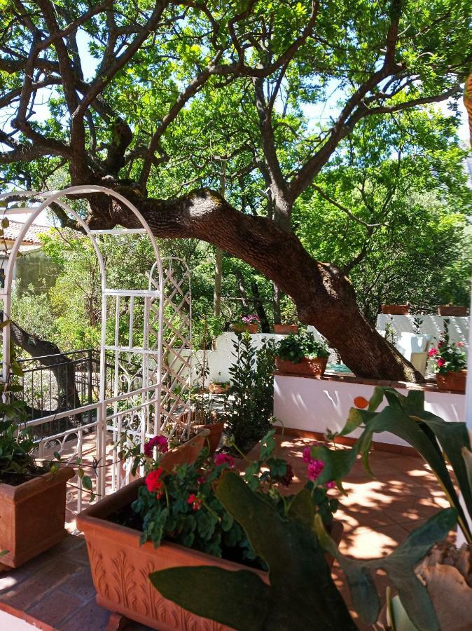 B&B La Casa Del Gelso Acquafredda Dış mekan fotoğraf